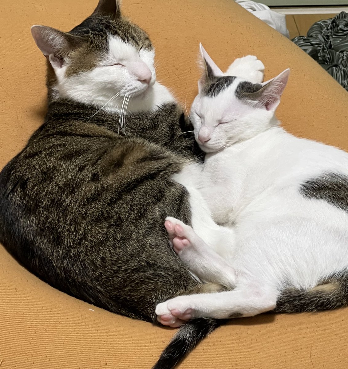JackWan0127's tweet photo. 似たもの同士🐱🐱 https://t.co/9hs6ueqJee