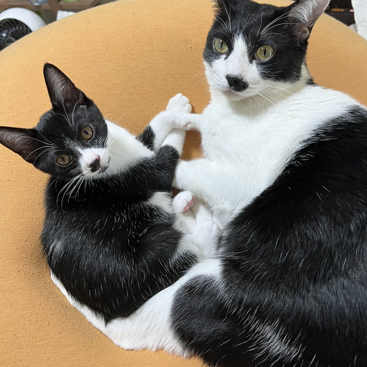 JackWan0127's tweet photo. 似たもの同士🐱🐱 https://t.co/9hs6ueqJee