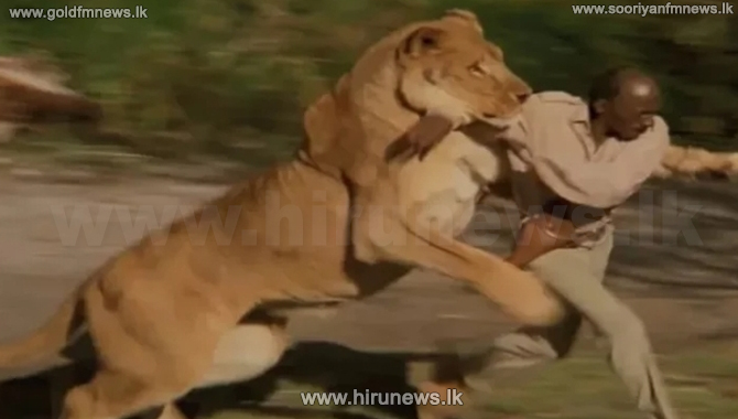 සත්වෝද්‍යානයක සිංහයෙකුගේ පහරදීමකින් පුද්ගලයෙකු මියයයි
Read more>>> bit.ly/3QSX06O
#Hirunews #HiruSinhalaNews #HiruEnglishNews #LKA #Srilanka #TruthAtAllCosts
