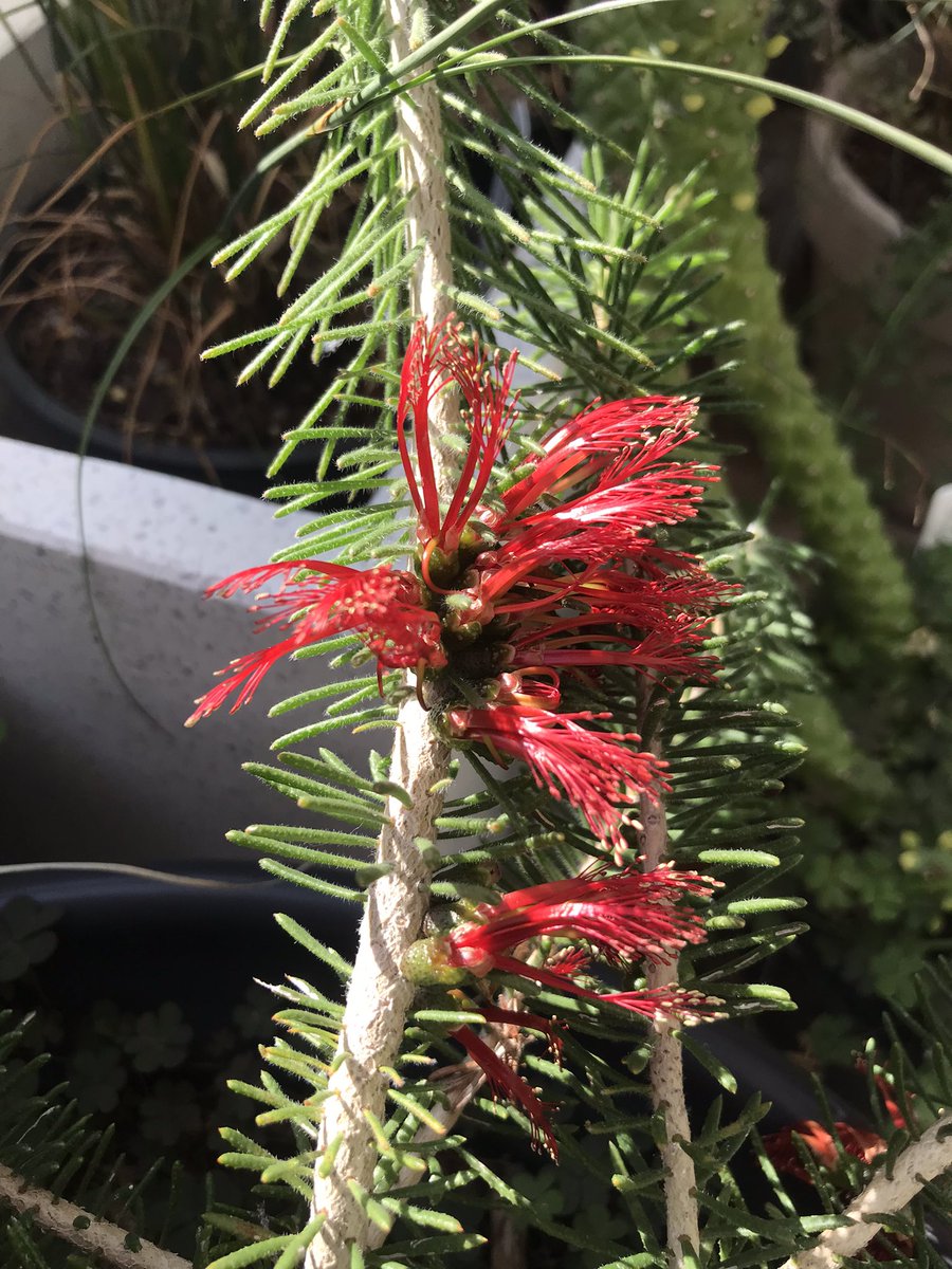 lost_in_botany's tweet photo. I guess my #Nurtzia isn’t overly burdening this #Calothamnus! https://t.co/s3F1s7d2GW