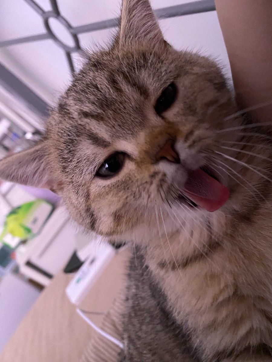 Shanzhu tweet media