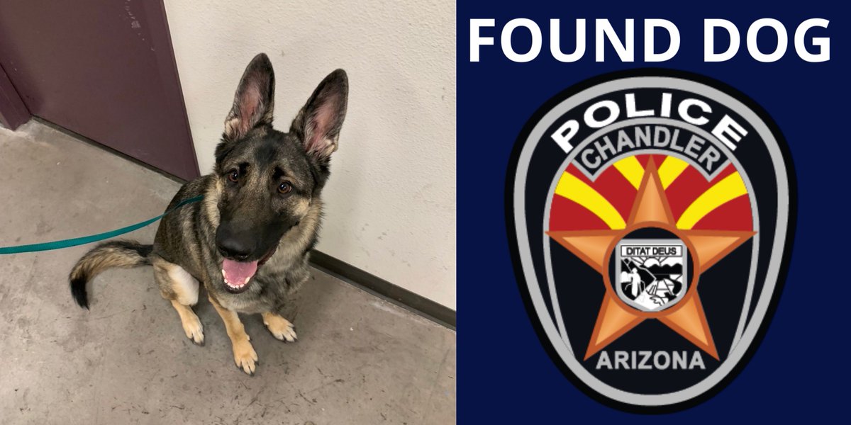 ChandlerPolice's tweet photo. A citizen found this sweet energetic male German Sheperd, near Alma School &amp; Pecos, earlier this evening. He is currently at our police station. Is this your dog, or do you know who this dog belongs to?  If so, please call us, at 480-782-4130. #LostDog #ChandlerAz #Community https://t.co/5v7GUvN9fT