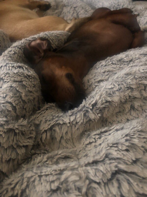 FunFuriends tweet picture