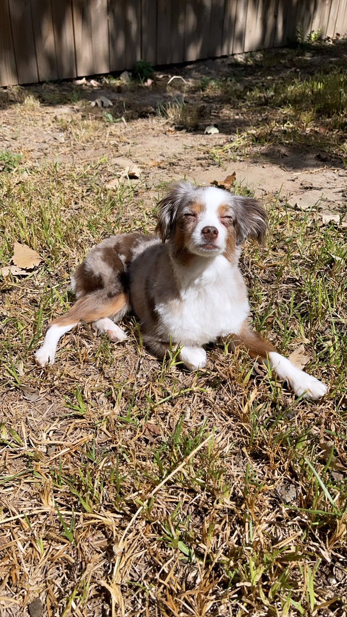 WRBolen's tweet photo. Alright a shocking amount of people are already down for the cause tomorrow. Just keep in mind apparently you’re not supposed to yell his name. Just spot him and let me know where he’s at so I can come wrangle his skittish, insanely fast ass. #findbruce https://t.co/gtDtGdtL1X