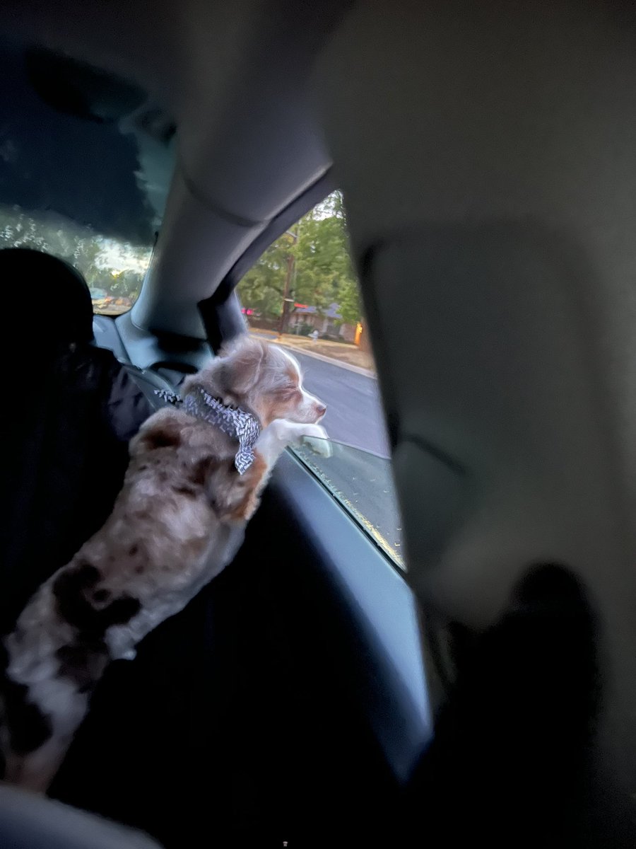 WRBolen's tweet photo. Alright a shocking amount of people are already down for the cause tomorrow. Just keep in mind apparently you’re not supposed to yell his name. Just spot him and let me know where he’s at so I can come wrangle his skittish, insanely fast ass. #findbruce https://t.co/gtDtGdtL1X