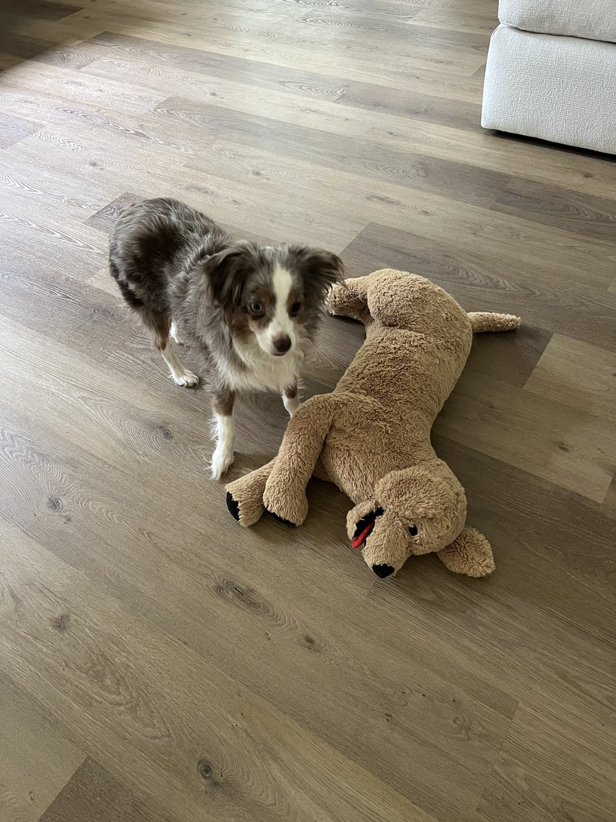 WRBolen's tweet photo. Alright a shocking amount of people are already down for the cause tomorrow. Just keep in mind apparently you’re not supposed to yell his name. Just spot him and let me know where he’s at so I can come wrangle his skittish, insanely fast ass. #findbruce https://t.co/gtDtGdtL1X