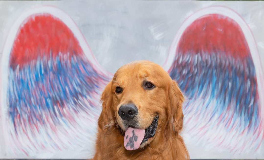 SoCalGoldenRetr's tweet photo. "Rainbow Bridge Remembrance Day". So many sweet Golden Angels to remember. 🌈
Pic credit: Brett Frager  #RainbowBridgeRemembranceDay https://t.co/VfkrdebLeH