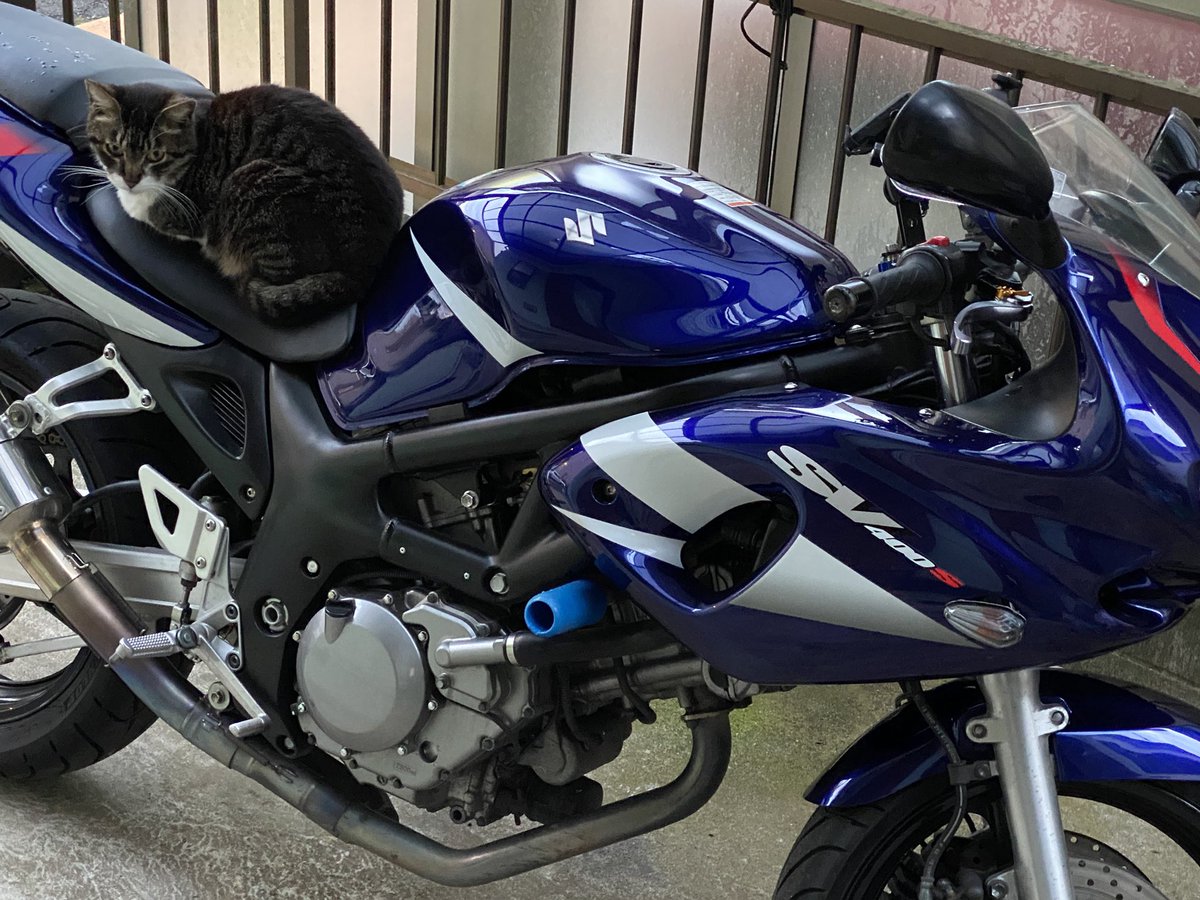 gnprimitive's tweet photo. 初バイクだから他を知らないけどうちの猫も気に入ってるし #SVはいいぞ https://t.co/QpVHxDOBxQ
