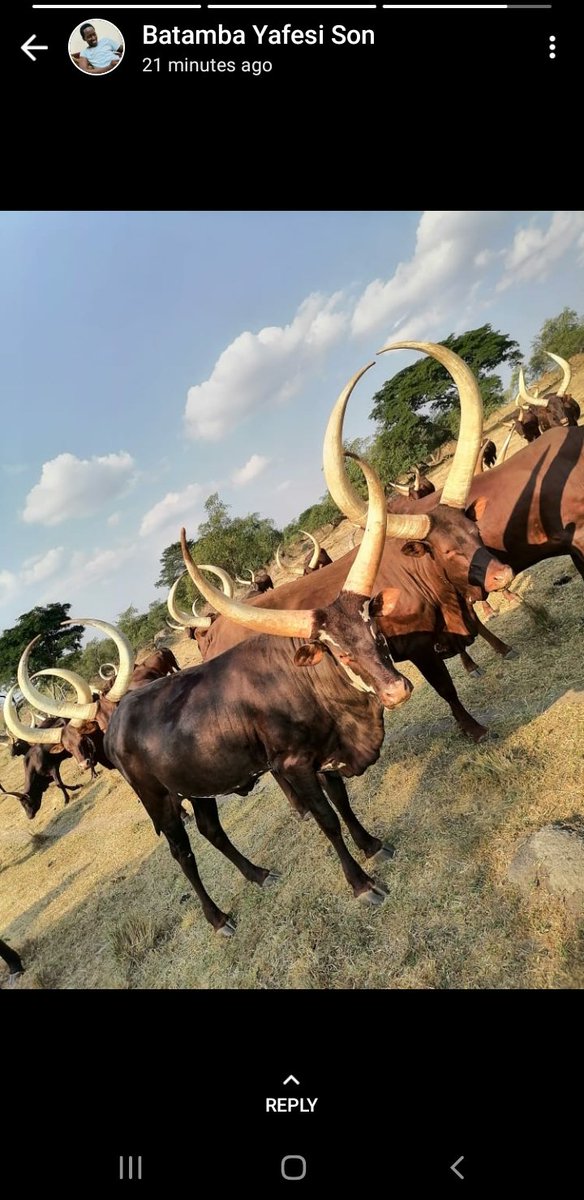 Good morning my friends try to love ❤️ Ankole cows and their products, have a wonderful week 😊😀