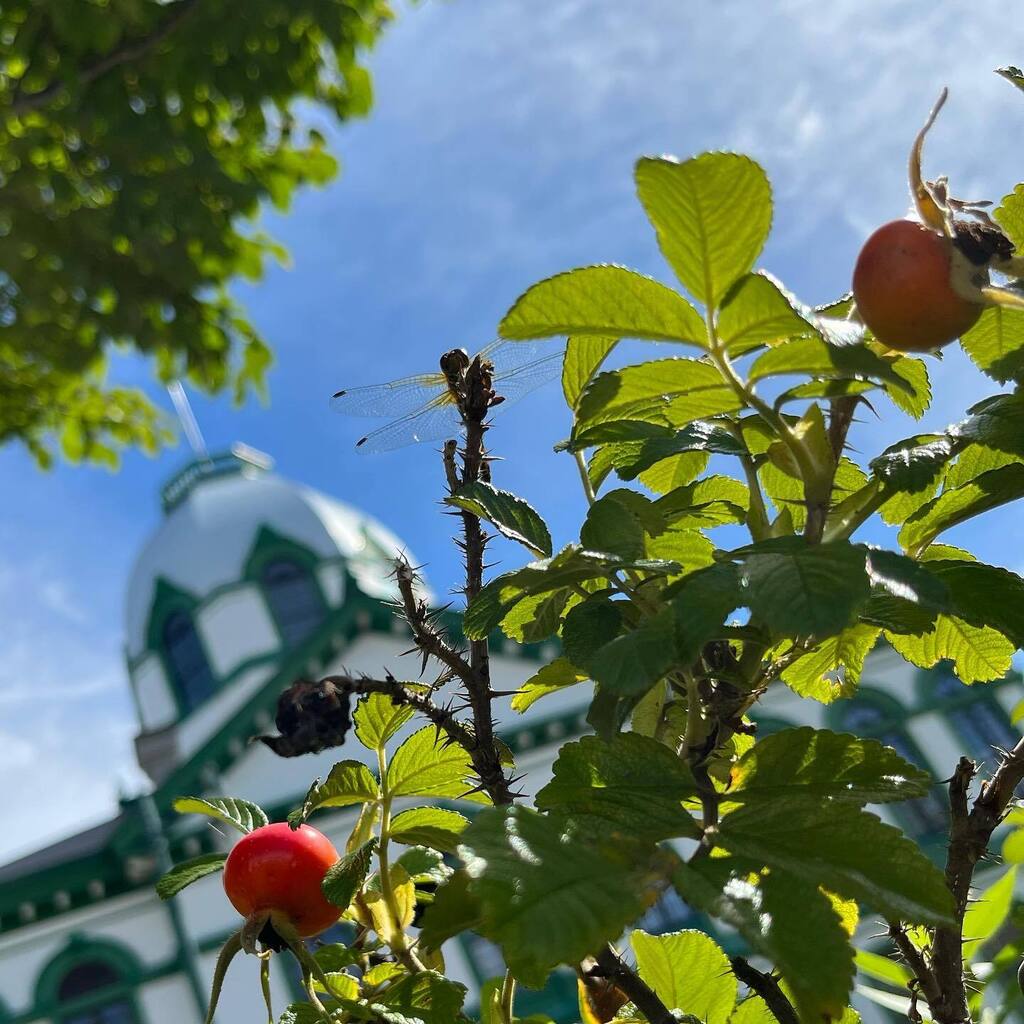 ハマナスの実 Twitter Search Twitter ハマナスの実 Twitter Search Twitter