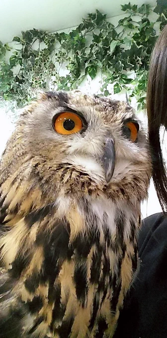 フクロウカフェ行きたい…フクロウカフェ…この写真ははるか昔に行った時の写真可愛すぎ 