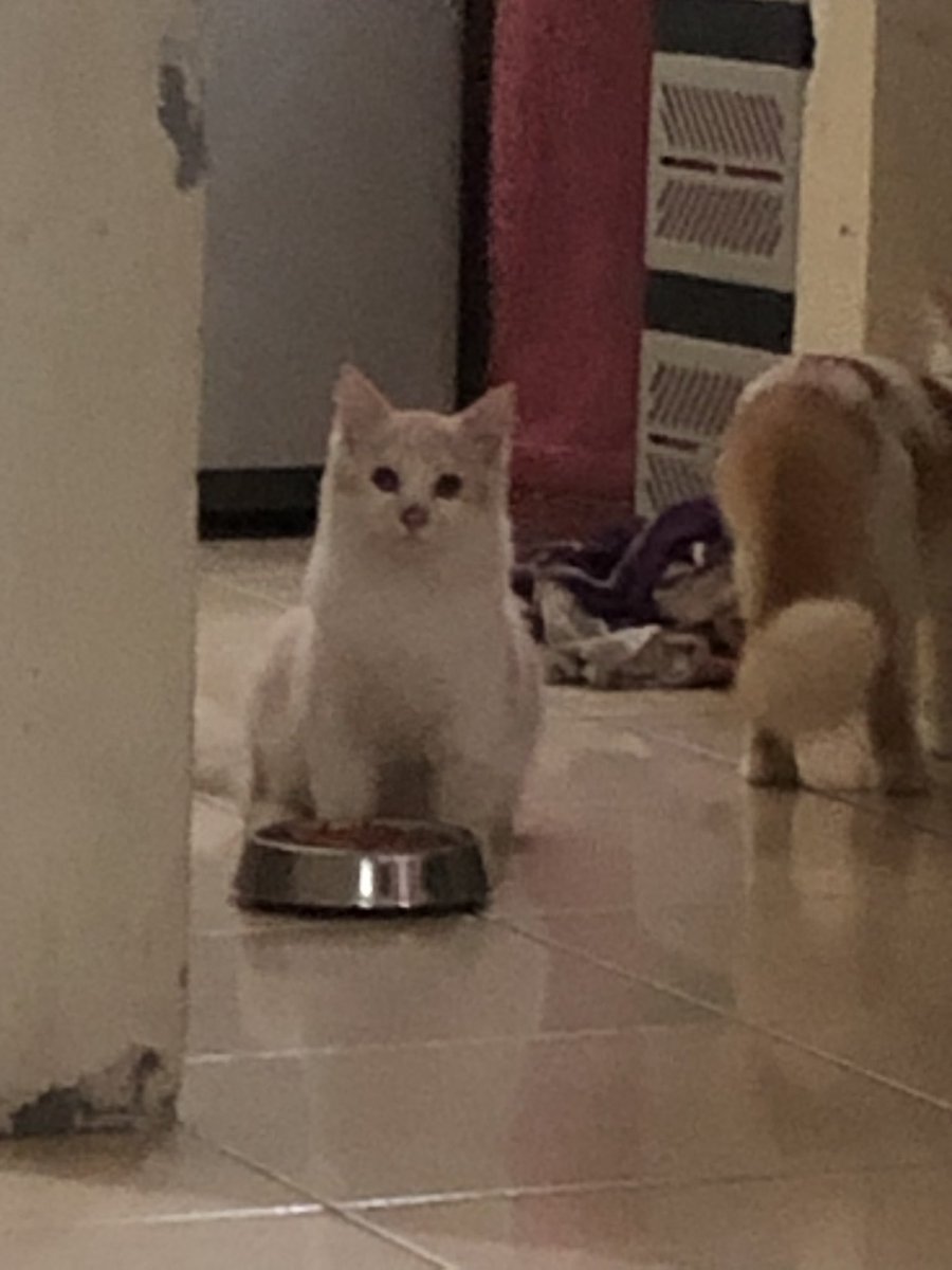kochengfs's tweet photo. 🐈‍⬛ pdhl tempat mknnya udh penuh, tp ttp aja diliatin🥲😭 https://t.co/10CedrFmG2
