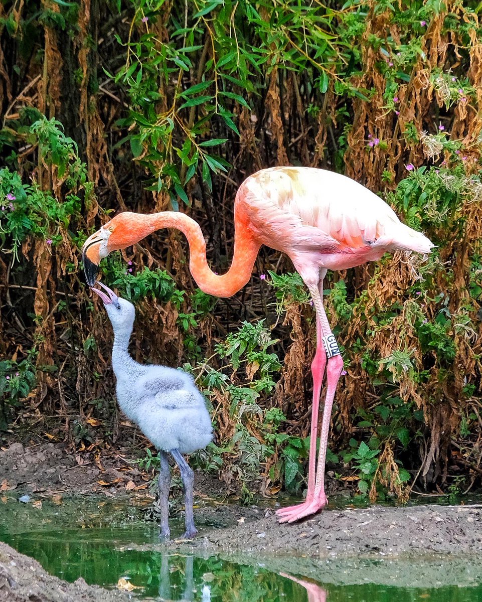gemmak500's tweet photo. Feed me!
#whipsnadezoo #zoo #zslwhipsnadezoo #zsl #bedfordshire #beds #dunstabledowns #chilterns #summer #bedfordshire #dunstable #baby #conservation #wildlife #flamingo #flamingochick #bird #birdsofinstagram #feeding #motherandchild @zslwhipsnadezoo https://t.co/0E0i3fJDmz