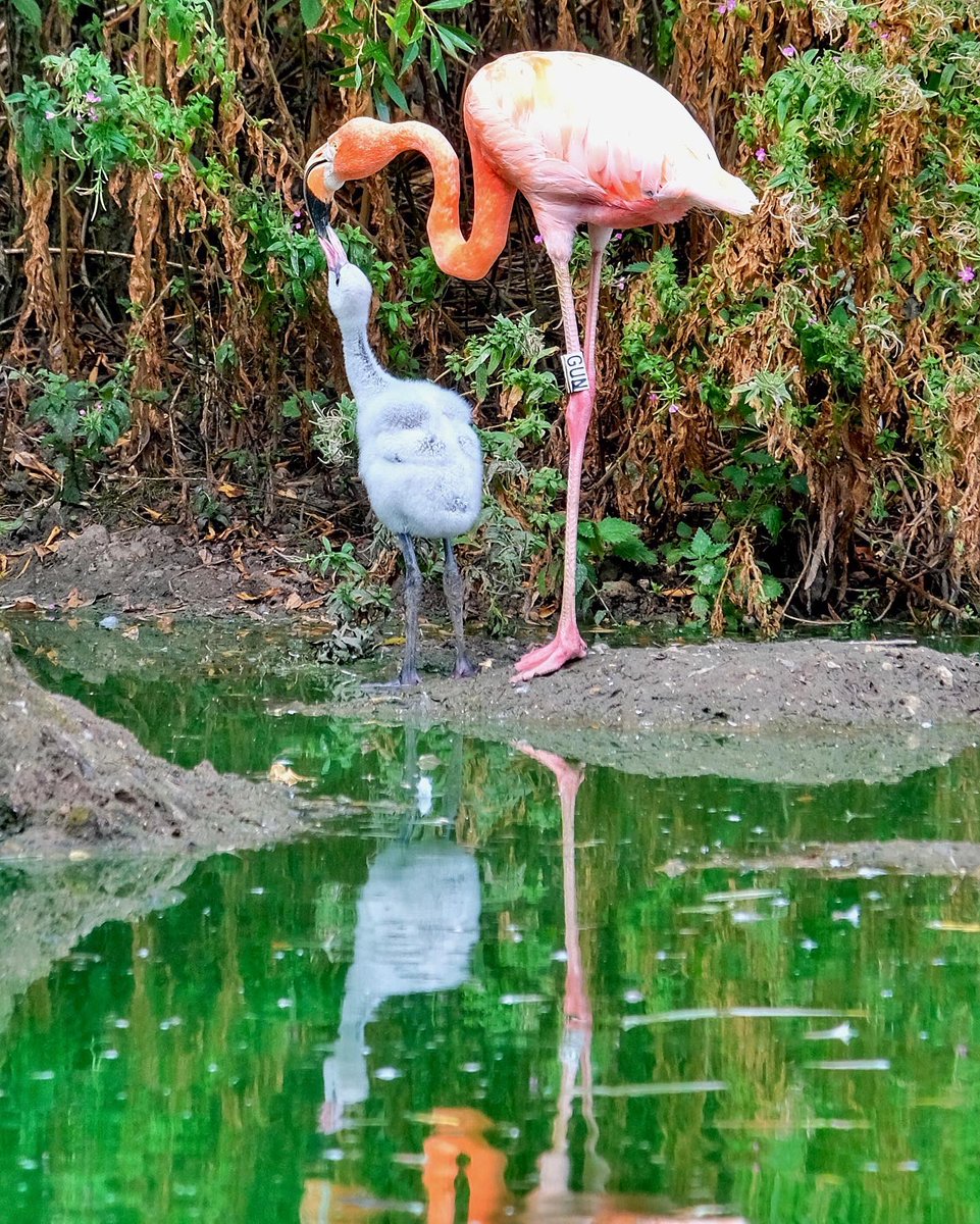gemmak500's tweet photo. Feed me!
#whipsnadezoo #zoo #zslwhipsnadezoo #zsl #bedfordshire #beds #dunstabledowns #chilterns #summer #bedfordshire #dunstable #baby #conservation #wildlife #flamingo #flamingochick #bird #birdsofinstagram #feeding #motherandchild @zslwhipsnadezoo https://t.co/0E0i3fJDmz