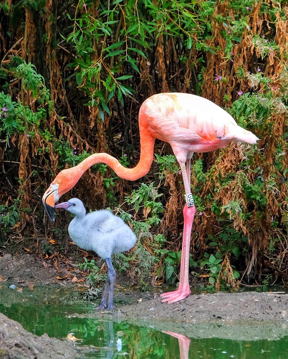 gemmak500's tweet photo. Feed me!
#whipsnadezoo #zoo #zslwhipsnadezoo #zsl #bedfordshire #beds #dunstabledowns #chilterns #summer #bedfordshire #dunstable #baby #conservation #wildlife #flamingo #flamingochick #bird #birdsofinstagram #feeding #motherandchild @zslwhipsnadezoo https://t.co/0E0i3fJDmz