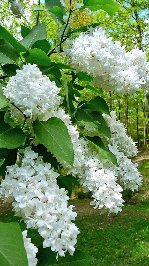 Si_Janaki's tweet photo. _ଏଇତ ଜୀବନ... ❤️❤️
"ଅଯଥା କଥାରୁ ଯୁକ୍ତି କରିବା ଅପେକ୍ଷା ନୀରବ ରହିବା ଭଲ ,ଆଉ ସ୍ଵାର୍ଥବାଦୀ ଲୋକଙ୍କ ସଙ୍ଗତ ଅପେକ୍ଷା ଏକାକୀ ରହିବା ଅନେକାଂଶରେ ଭଲ"... 😊
@Day Start with Beautiful Nature's
#Save_Tree #NatureBeauty #NaturePhotography #Save_World https://t.co/Ufk4MAmsbU