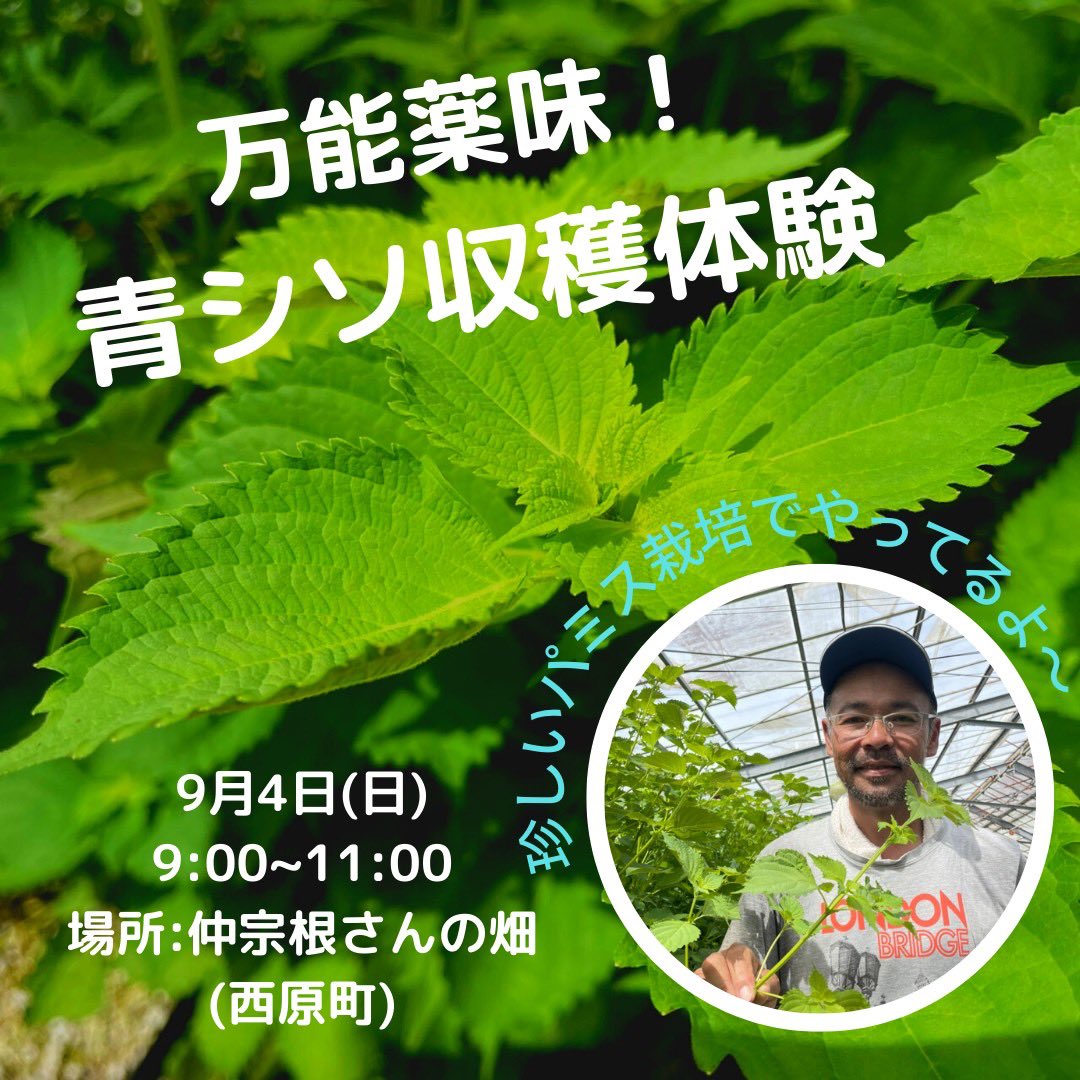 OrgaNect's tweet photo. 【体験農業のお知らせ✨】
今回はなんと、珍しい青シソの収穫体験！👏
試行錯誤を繰り返して青シソのパミス栽培にチャレンジしている仲宗根基さん！

体験をしながら今の農法にたどり着いた秘話も聞けちゃいます！！

お申し込みはこちらから！
https://t.co/Cb41UVMoz9 https://t.co/TiviU1BIMP