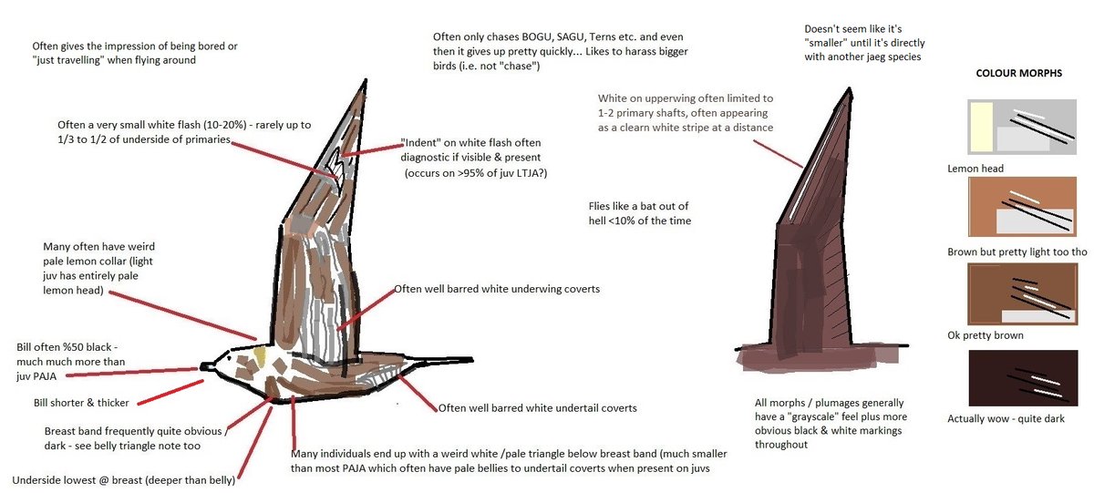 wxbirder's tweet photo. A guide to identifying juv Long-tailed Jaeger vs. juv Parasitic Jaeger, brought to you by MS paint and a warm Sunday night in August... #birding https://t.co/EBfaF7s67s
