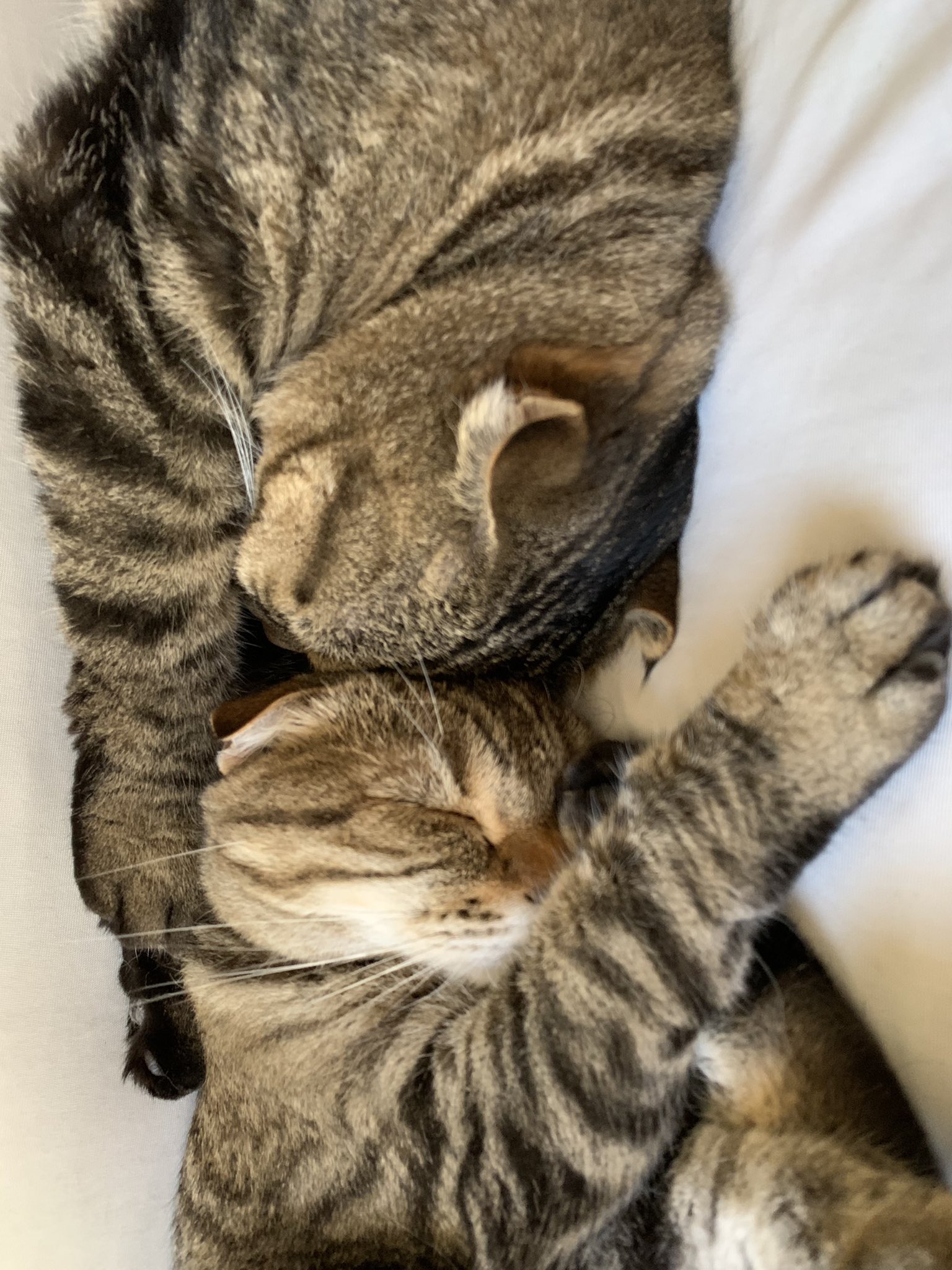 猫で癒されよう Twitter Search Twitter