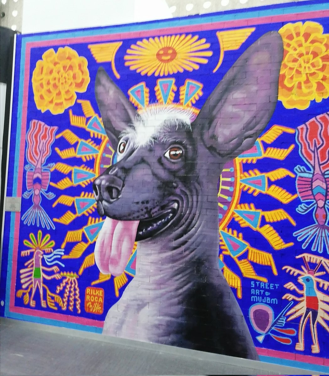 ibarbaradiaz's tweet photo. This Buddy always cheers me up.

#HappySunday! 

#AICM #mexicocityairport
#Xoloitzcuintle #xolo
#StreetArt
#streetartmujam #Mural
#artemuralista
#muralesdemexico
#aeropuertocdmx
#dogsofmexico
#dogsoftwitter #Dog https://t.co/bzM3hDK88S