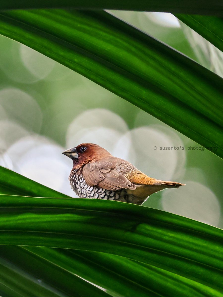Scally-breasted Munia,  female 
Watching her male partner who built the nest. Rajuguda,  Odisha 

#birdphotography #IndiAves #BirdsSeenIn2022 <a href="/indianbirdsinfo/">Birds of India </a> <a href="/indianBIRDSJrnl/">indianBIRDS</a>