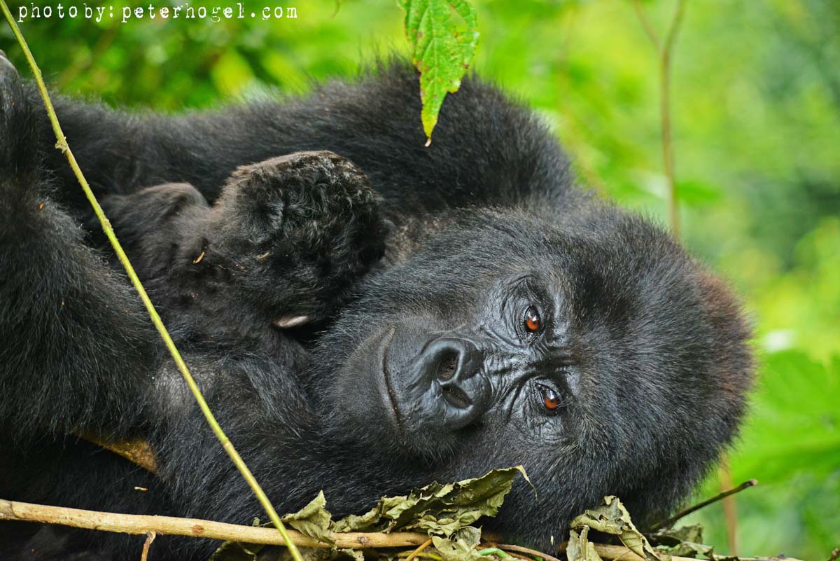 You might not know...
We are not far from gorilla tracking...
Stop over on the way...
#peterhogel #bullbushrivercamp #safari #photography #Uganda #photographysafari #ishasha #VisitUganda #ugandauncovered #wildlifeaccommodation #river #riverlife #poolsideoflife #gorillas