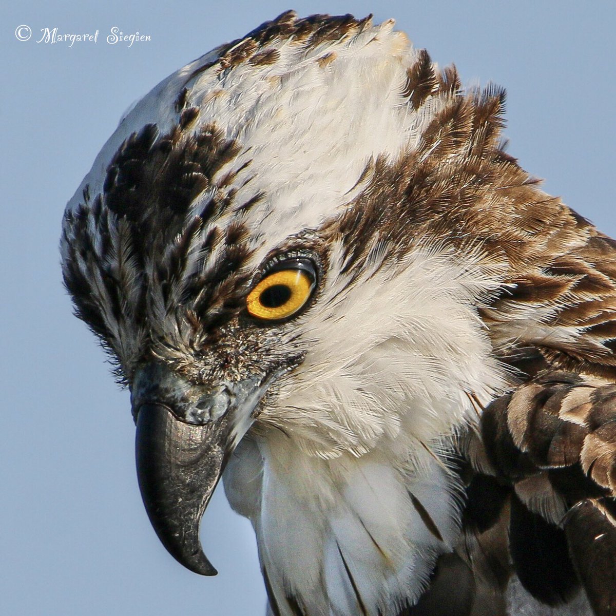 margaretsiegien's tweet photo. Osprey close-up 
#birdsofprey #birds #photooftheday #photo https://t.co/MYLypo9wSr
