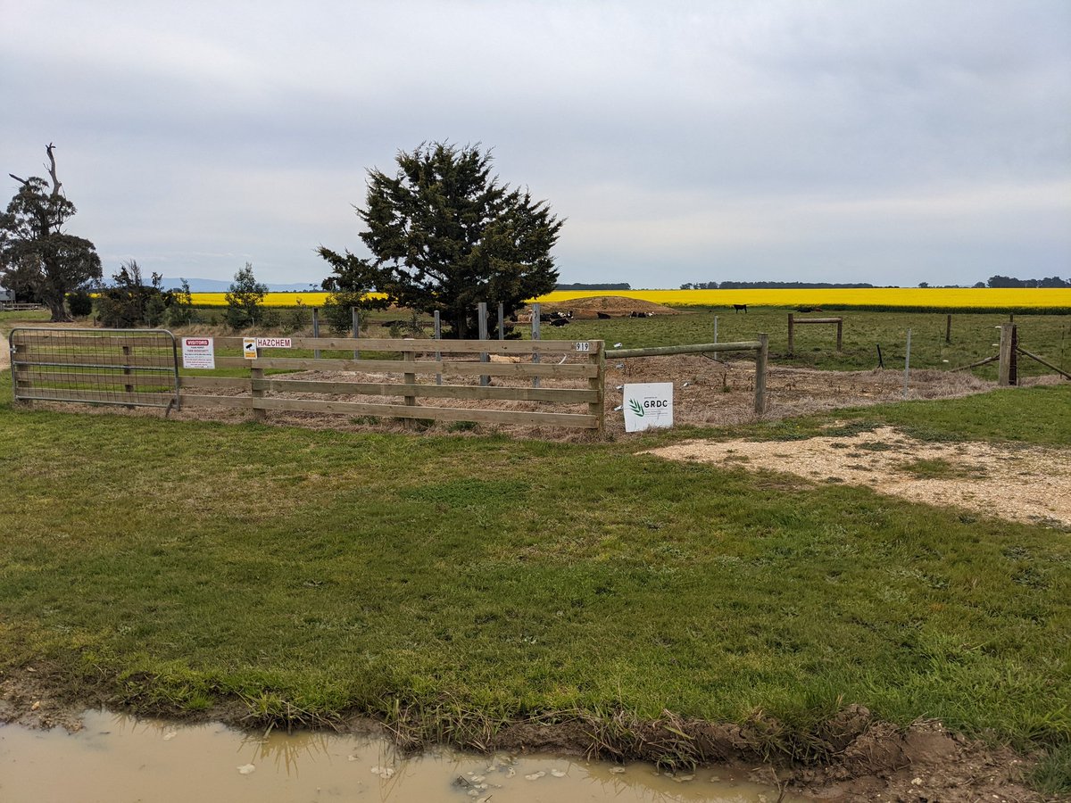 merindie1's tweet photo. Ready to check out #slugs #timetogetiton at Cowwar tomorrow morning 7:30 am 30 Aug. Proactive pest management. 

@GRDCSouth @Gippsland_Ag #snailex #slugout #sluggoff #axcela #metarexionv https://t.co/hBmE4cTnie