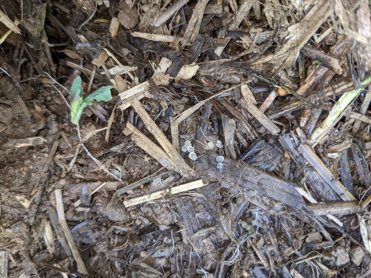 merindie1's tweet photo. Ready to check out #slugs #timetogetiton at Cowwar tomorrow morning 7:30 am 30 Aug. Proactive pest management. 

@GRDCSouth @Gippsland_Ag #snailex #slugout #sluggoff #axcela #metarexionv https://t.co/hBmE4cTnie