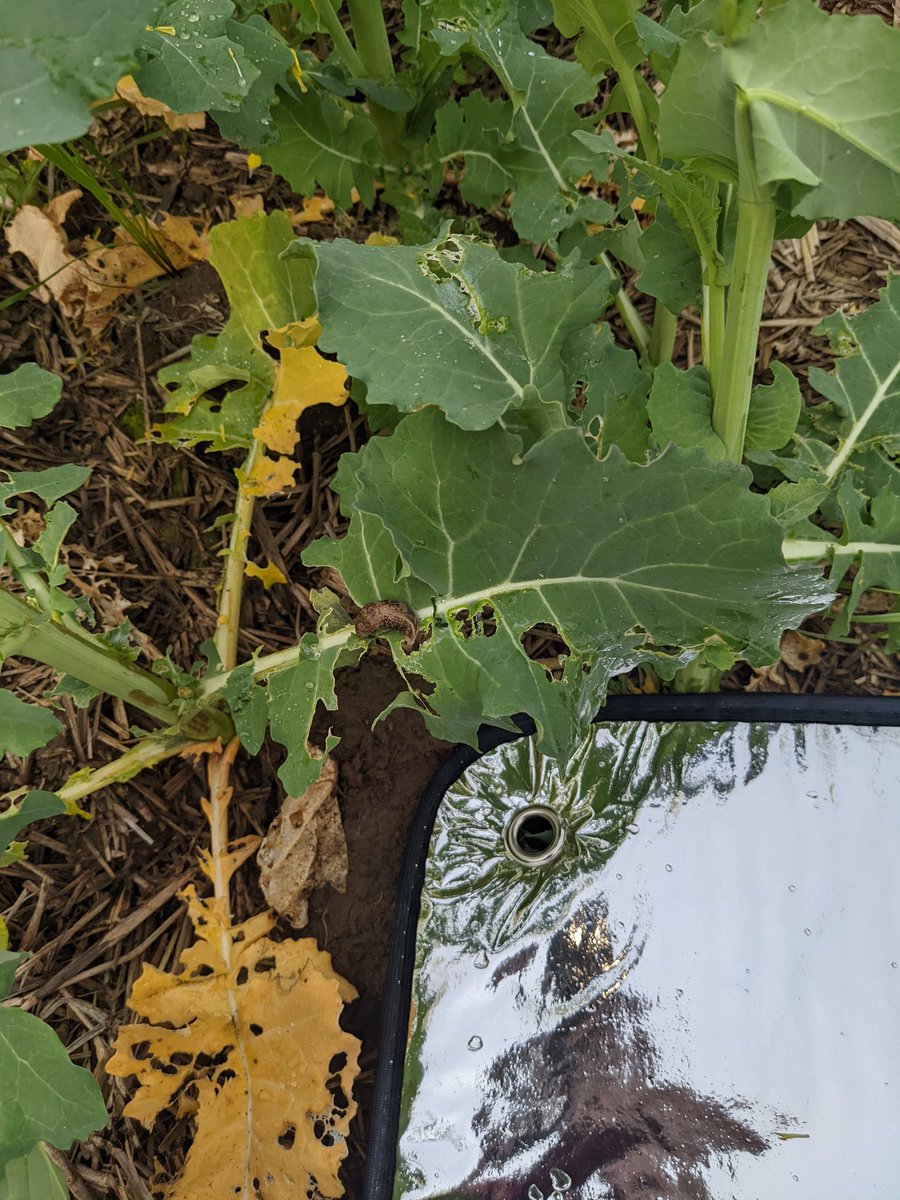 merindie1's tweet photo. Ready to check out #slugs #timetogetiton at Cowwar tomorrow morning 7:30 am 30 Aug. Proactive pest management. 

@GRDCSouth @Gippsland_Ag #snailex #slugout #sluggoff #axcela #metarexionv https://t.co/hBmE4cTnie