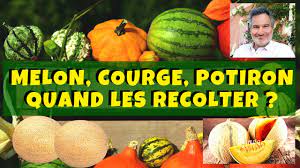 theviotmartial's tweet photo. Cultiver des #cucurbitacées (#melons, #courges et #potirons) est une passion chez beaucoup de jardiniers. Mais on se demande parfois quand il faut les récolter. Voici la réponse à cette question en vidéo : https://t.co/EGNUKgIBsk https://t.co/y7nOEHYAnA
