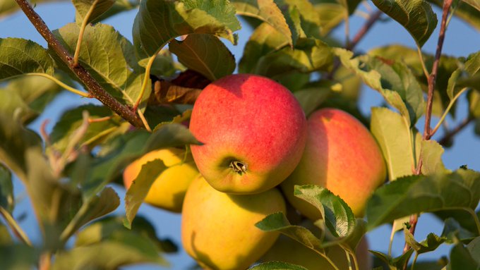 STMediaCH's tweet photo. Schweizweit einmalig! 
Die #Apfelwochen in #Altnau am #Bodensee!
 Im #Apfeldorf dreht sich buchstäblich alles um die süsse, knackige Frucht! Und Apfel ist nicht gleich Apfel! Zum Entdecken auf dem Apfelweg! 
3.-17.9.22.
@ThurgauBodensee
https://t.co/02250RyEib https://t.co/yIoOGdplnF