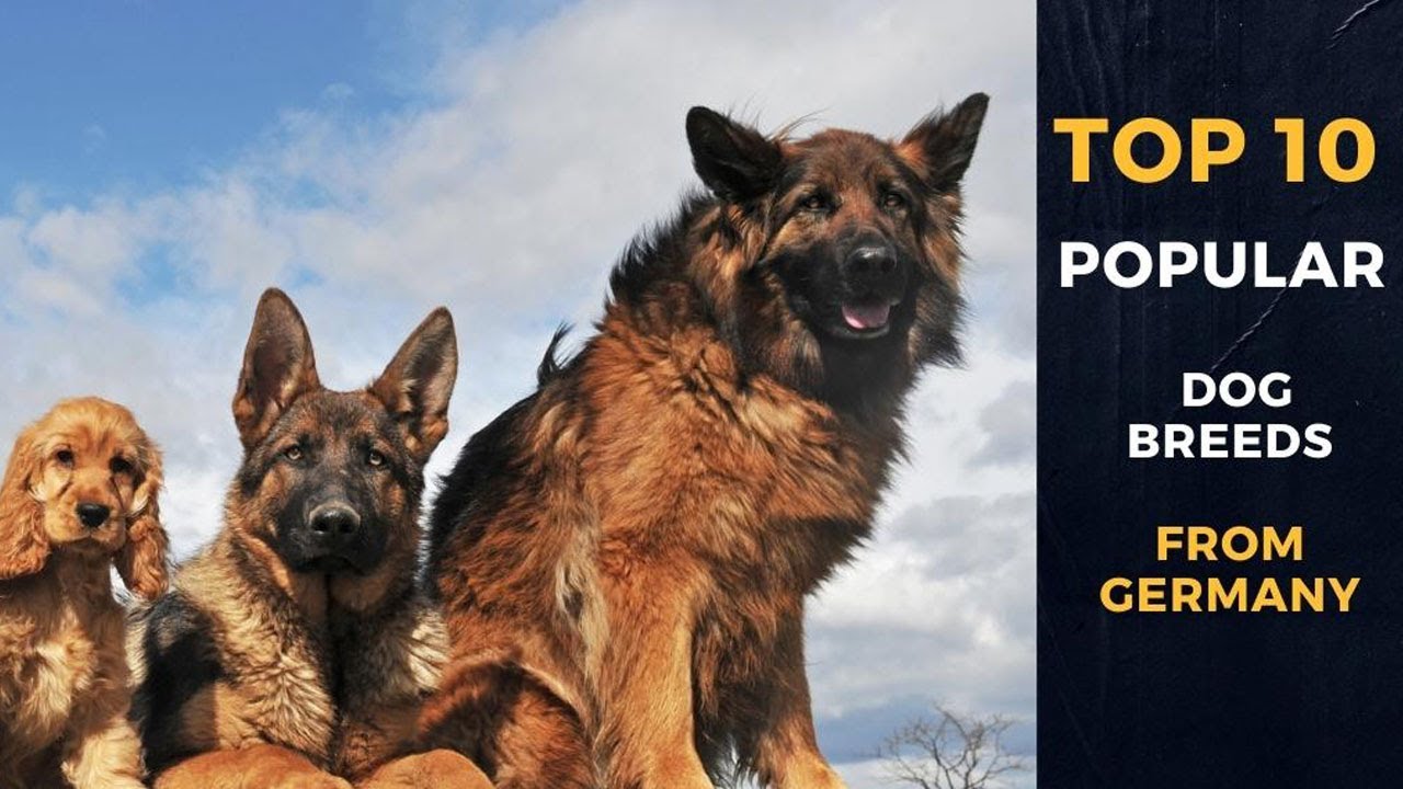 What Is The Most Popular Dog In Germany