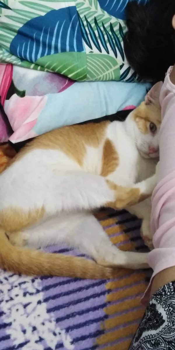 cshrly12's tweet photo. Always kitang mahal alam mo yan Orenji ko 😊. Thank you sa 1 year and 4 months na naging baby namin ikaw 😭😭 Rest in meowdise😢💔 iloveyou ❤️💕

Born: April 25,2021 - August 29,2022 🕊️🕊️ https://t.co/a6WzmH5iW2