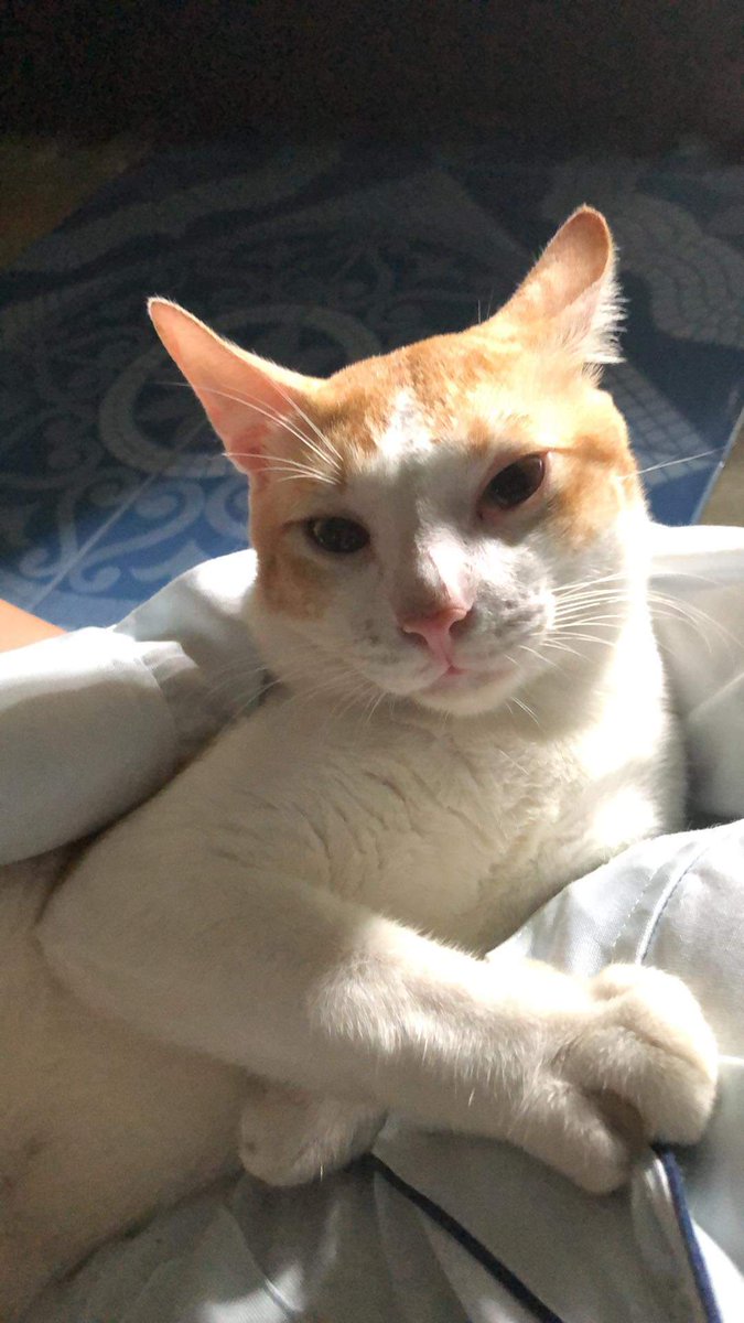 cshrly12's tweet photo. Always kitang mahal alam mo yan Orenji ko 😊. Thank you sa 1 year and 4 months na naging baby namin ikaw 😭😭 Rest in meowdise😢💔 iloveyou ❤️💕

Born: April 25,2021 - August 29,2022 🕊️🕊️ https://t.co/a6WzmH5iW2