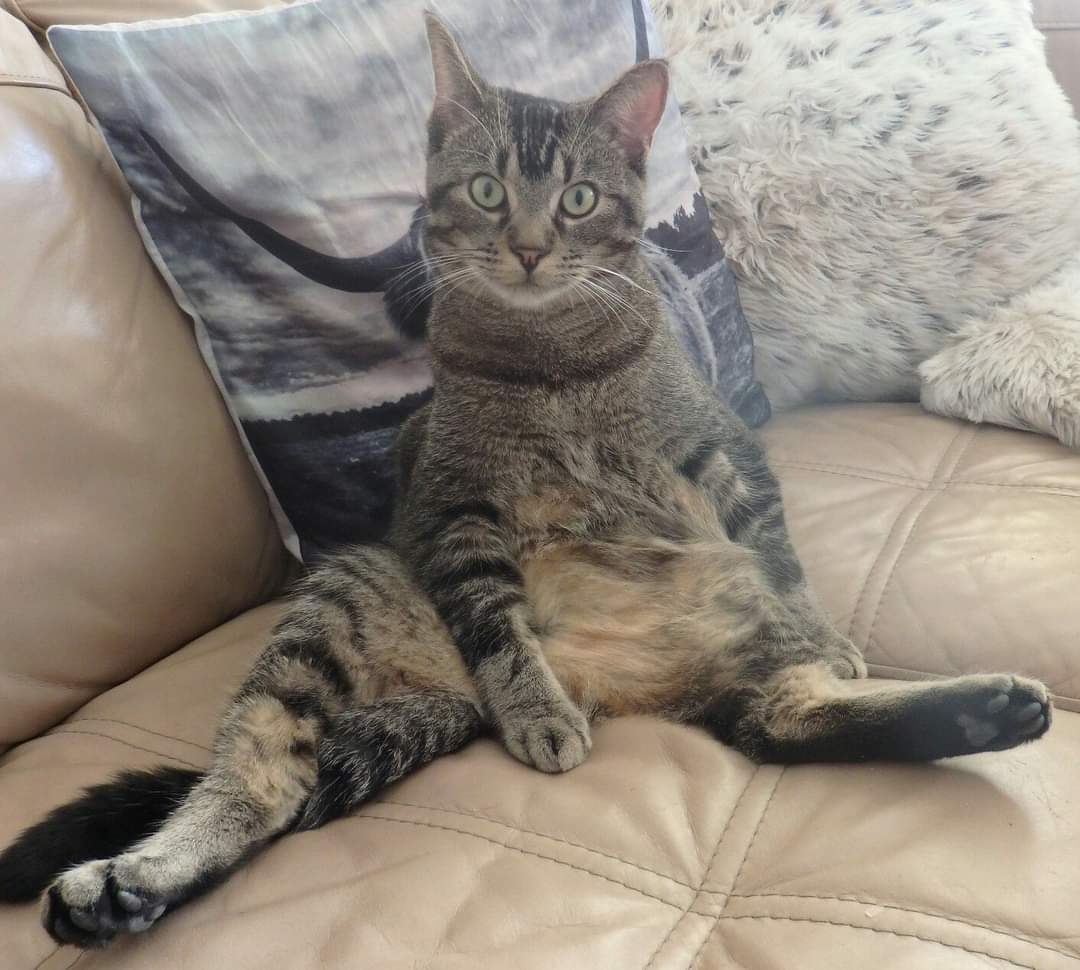 tiggystephens's tweet photo. Sitting up waiting on my #breakfast it may be early but it's also #tiggytime xx #CatsOfTwitter  #CatsOnTwitter  #cats #CatsLover #CatsCountdown #cat https://t.co/AuuHWhBqis
