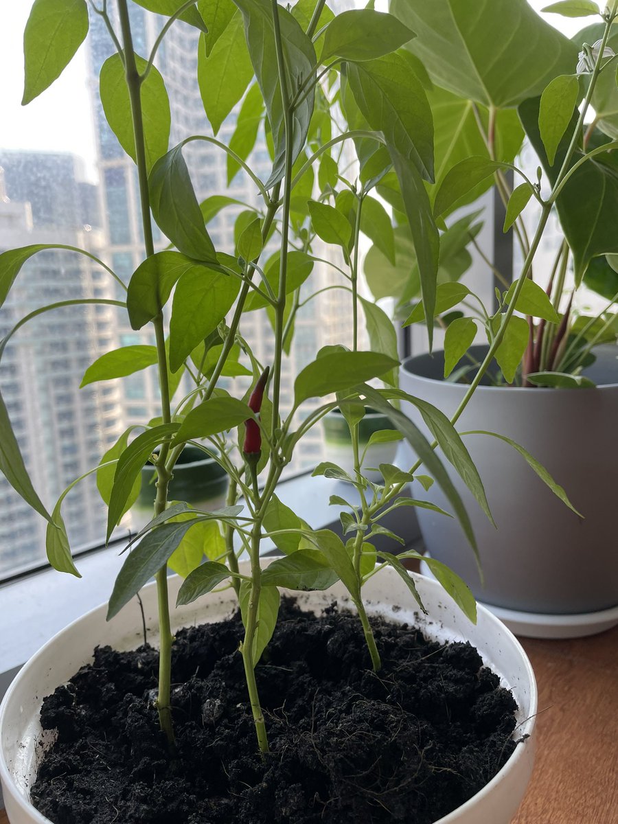 thomas_ai12's tweet photo. #chili #chilli #growinggreen #growingchillies #indoorplants #redchillies #plantita #indoorgardening #indoorplanting https://t.co/42iZVLiCHE