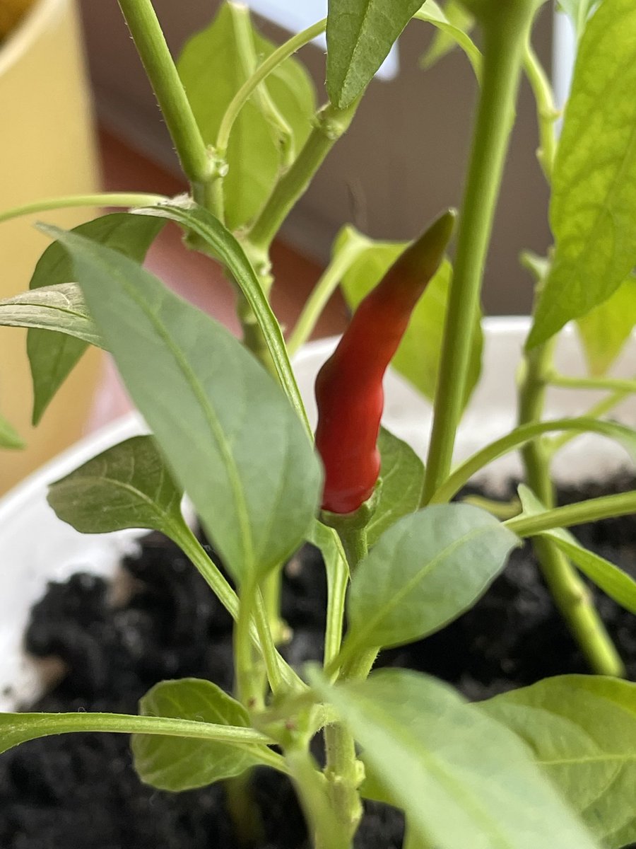 thomas_ai12's tweet photo. #chili #chilli #growinggreen #growingchillies #indoorplants #redchillies #plantita #indoorgardening #indoorplanting https://t.co/42iZVLiCHE