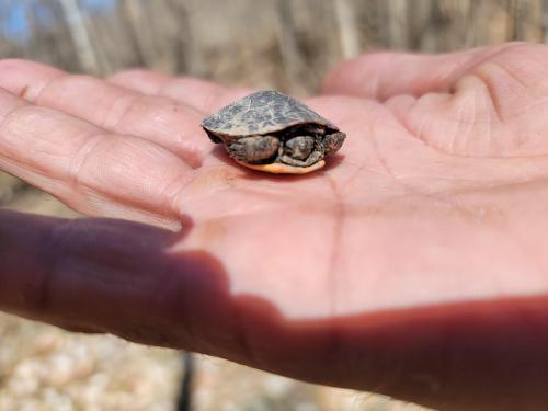 RubyRedSlider tweet picture