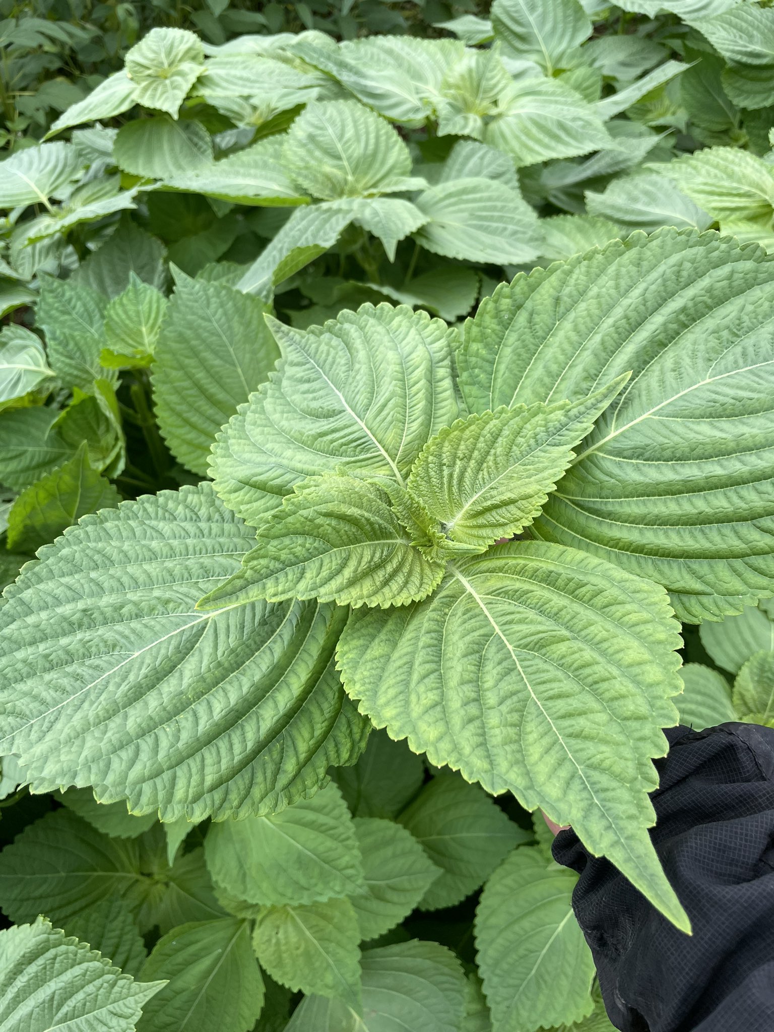 しのつかまさし マーフィーズファーム ベジタブルシッター 農園作る仲間募集中 エゴマ モリモリのエゴマの森 こーんな葉っぱおっきいよ的な写真とともに エゴマ欲しい T Co J4wrtqpdxb Twitter