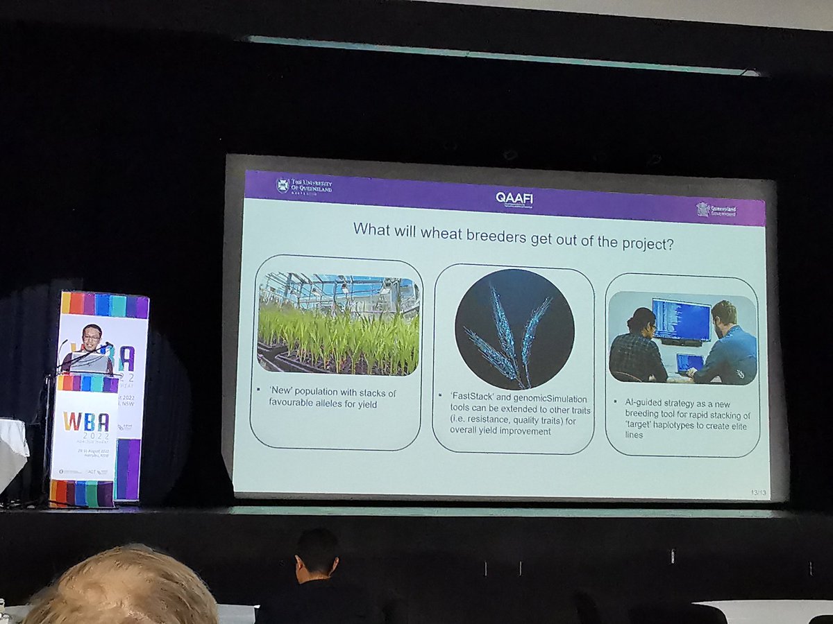 Amazing work by <a href="/eric_uq/">𝙴𝚁𝙸𝙲</a> to use genomic AI to help predict and rapidly stack favourable traits in wheat #WBA2022