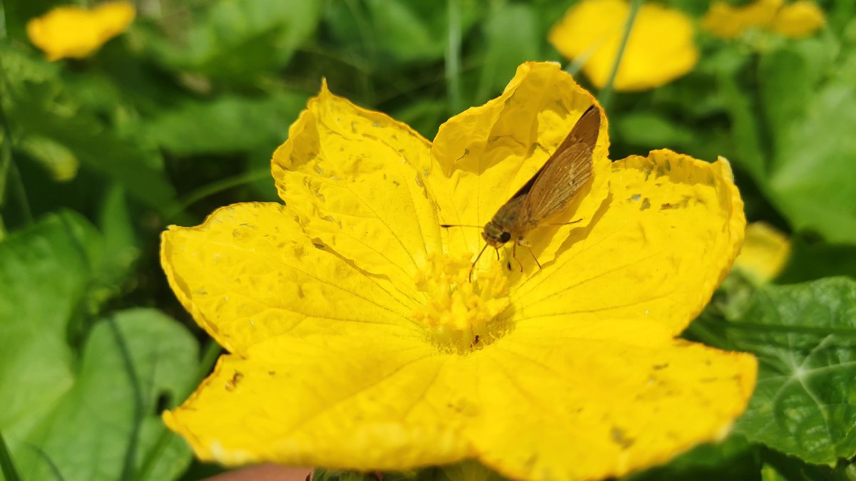 Photography9955's tweet photo. Butterfly.... https://t.co/J2ZRdh8USJ