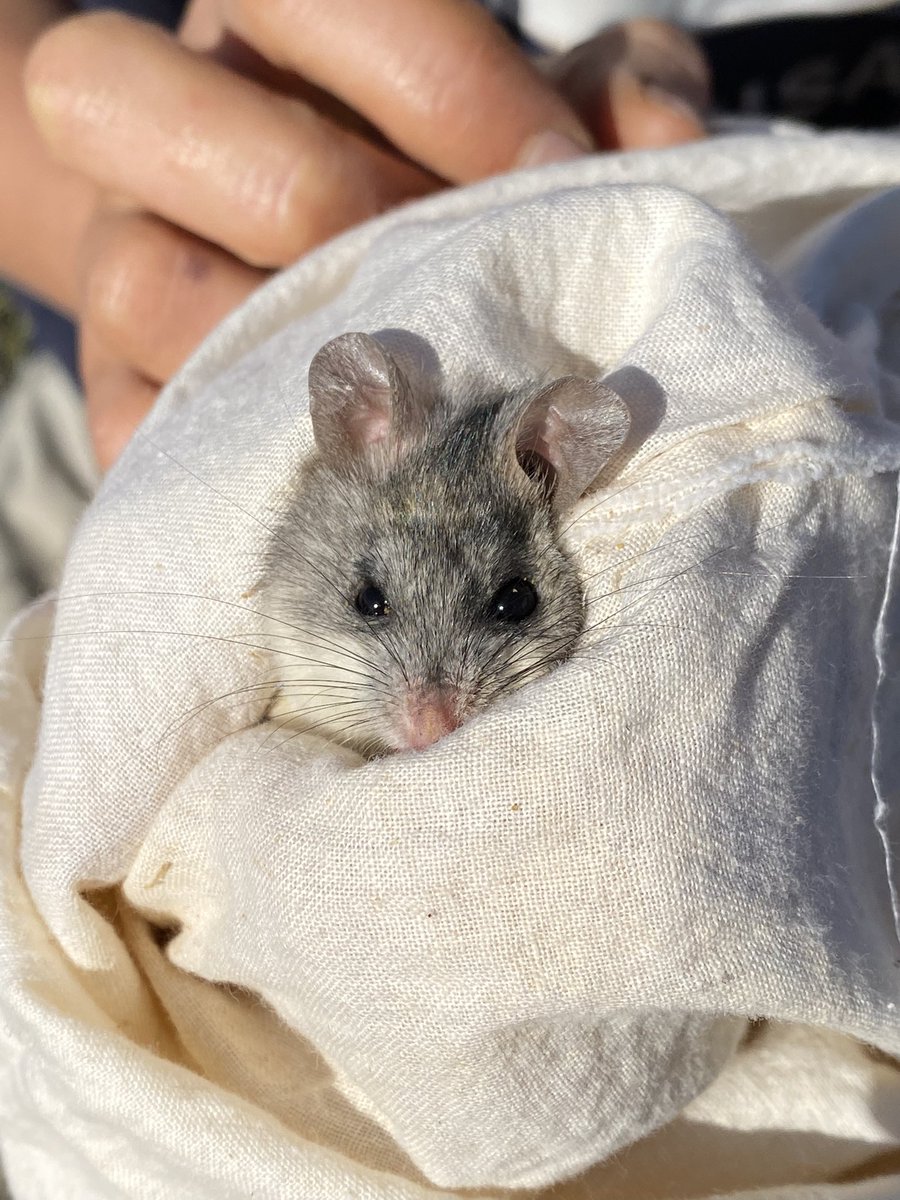 Damian Lettoof tweet media