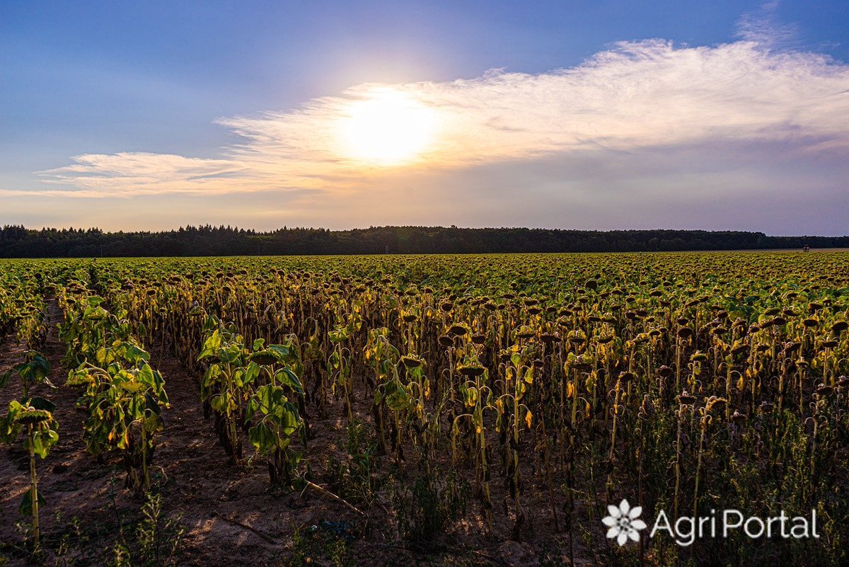 AgriPortalRo's tweet photo. #Romania is facing the driest agricultural year in history, in which only December and April had adequate amounts of precipitation, over 430,000 hectares of agricultural #crops are calamity of drought, with an effect on #corn and #sunflower production. #CornPrice #DAPConstanta https://t.co/ciKIjWy21d