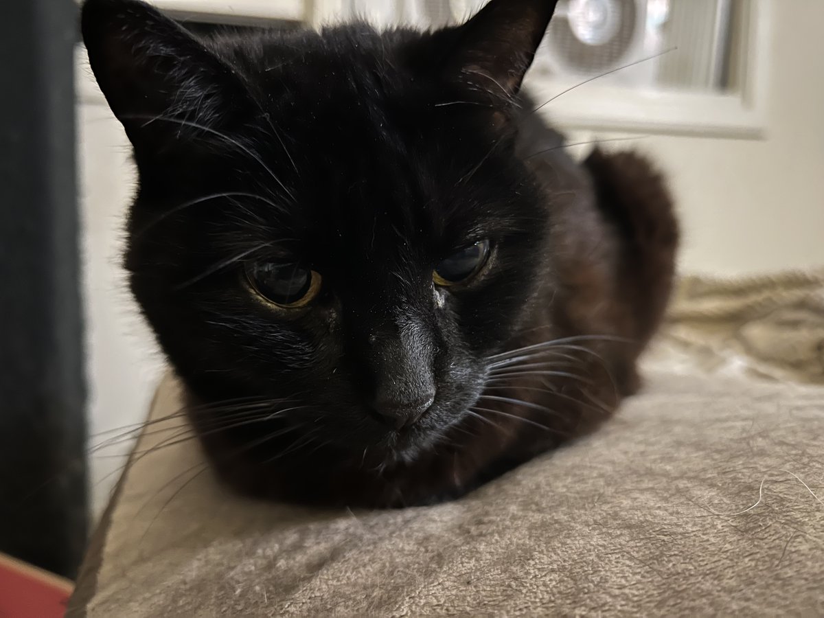 quantcat's tweet photo. I am a warm loaf. https://t.co/msND5xeN5o