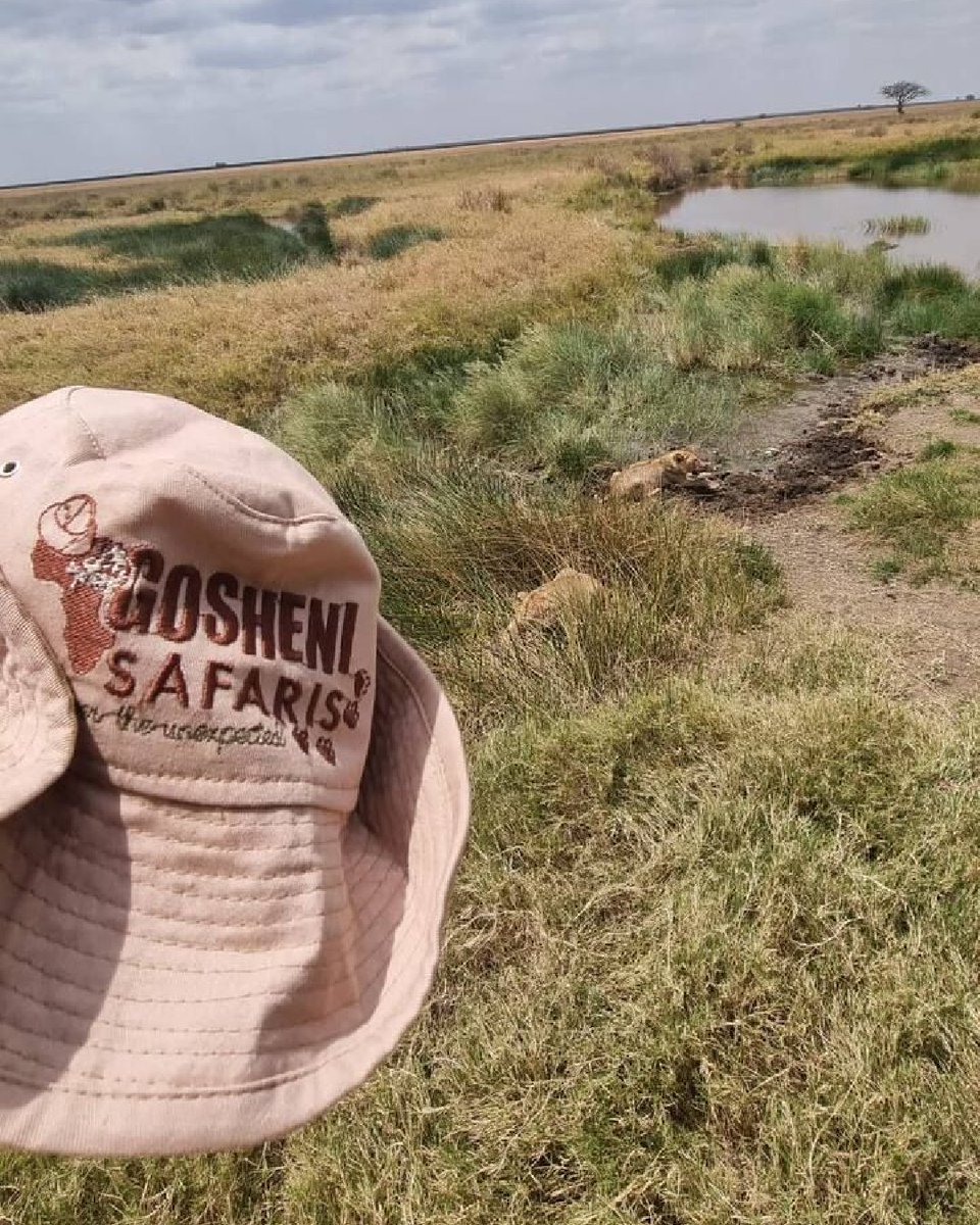 gosheni_safaris's tweet photo. Look at what we found while waiting for the great migration river crossing. 🐱
#tanzaniaroyaltour
#tanzanialeadingtouroperator
#kenyaleadingtouroperator
#worldtravelawards2022
#localtouroperator https://t.co/0kUGHcNzkv