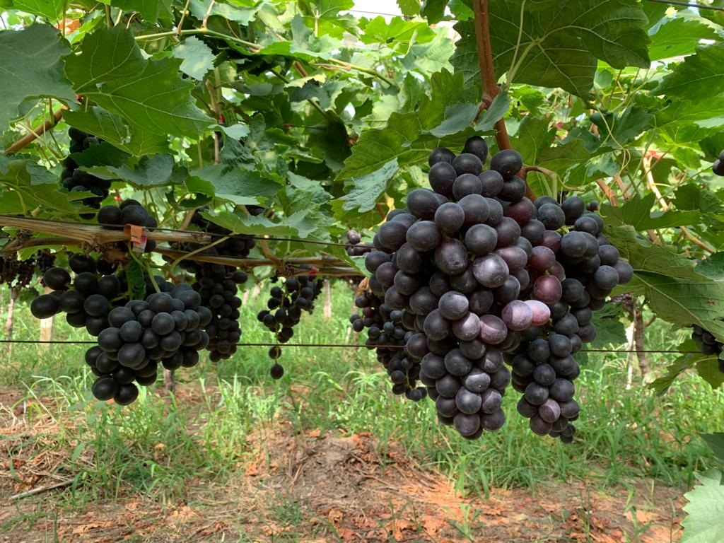 Jupiter Group tweet media