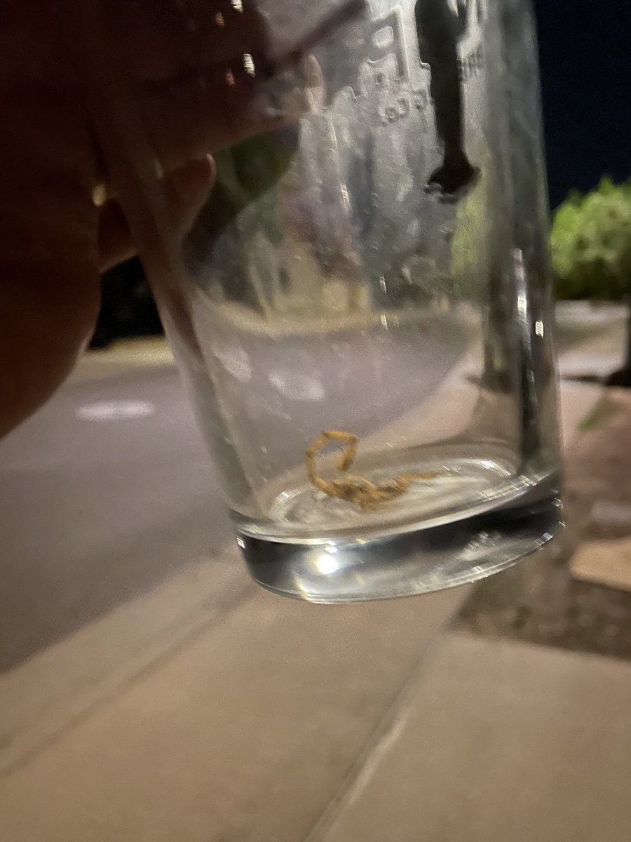 kwamie42's tweet image. Late night relocation.  #scorpion #cantstayhere #outyougo