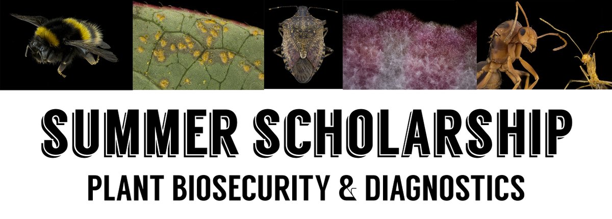 Applications are open for our plant biosecurity and diagnostics internship 2023.  Looking for undergrads heading in to their 3rd/4th year, or in higher degrees. This includes a generous scholarship from <a href="/CrawfordFund/">The Crawford Fund</a> 

dpi.nsw.gov.au/about-us/servi…