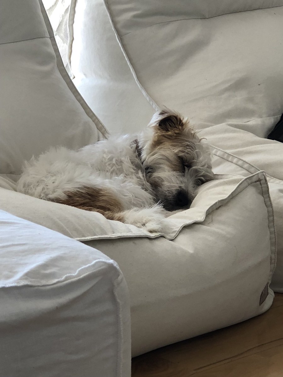 AlicethePoodle's tweet photo. I helped look after my little brother Ned , this weekend, he’s really annoying but Mum really really loves him , so I try to be patient, does anyone else have an annoying but cute little fur sibling 🐾💕#siblings #brother #jackrussellterrier #Poodle #DogsOnTwitter #dogsoftwitter https://t.co/jJWXomd1Vu